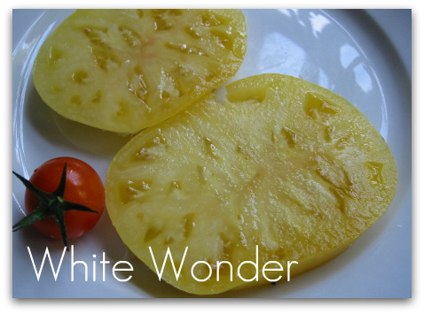 blog sliced whtwonder tomato Picking Favorites: Great Tomatoes for Puget Sound