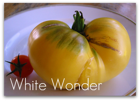 blog whitewonder tomato Picking Favorites: Great Tomatoes for Puget Sound