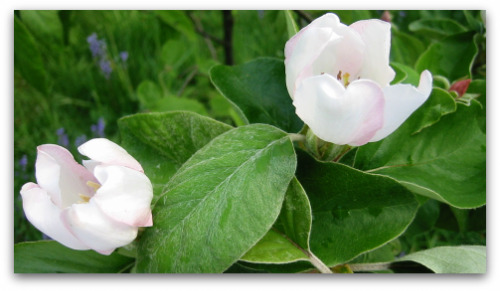 quince blossom Petals lined in pink are a fond reminder of from Quince it came.