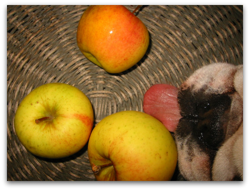 2009_11_07_blog_Boz_apples 2009 11 07 blog Boz apples Boz and the Apples of His Eye