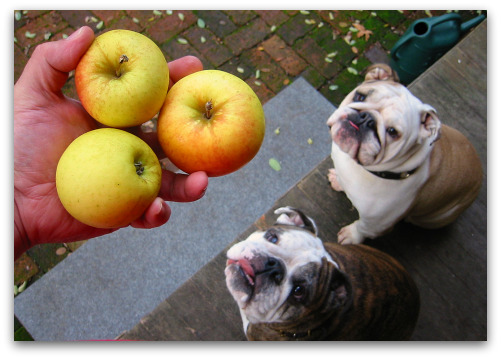 2009_11_07_blog_bozgracie_apples 2009 11 07 blog bozgracie apples1 Boz and the Apples of His Eye