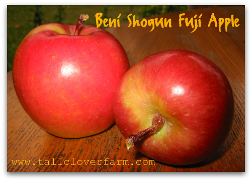 Beni Shogun Fuji Apple