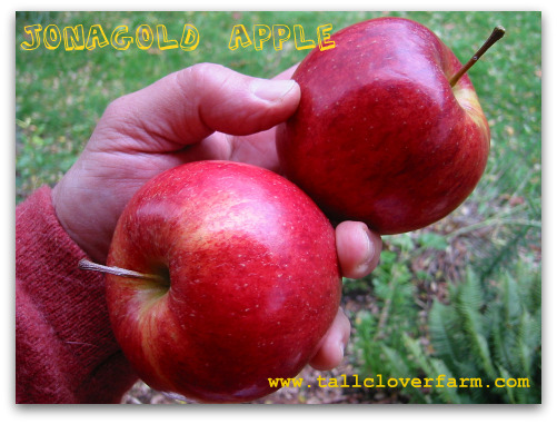 Jonagold Apples