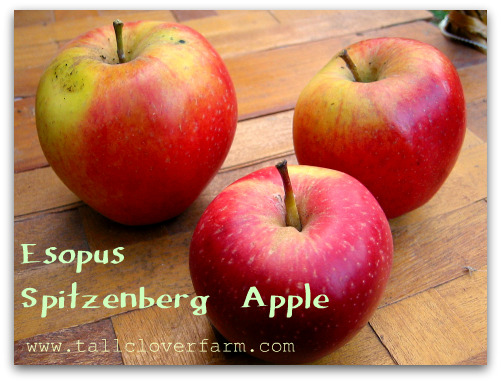 Esopus Spitzenberg Apple