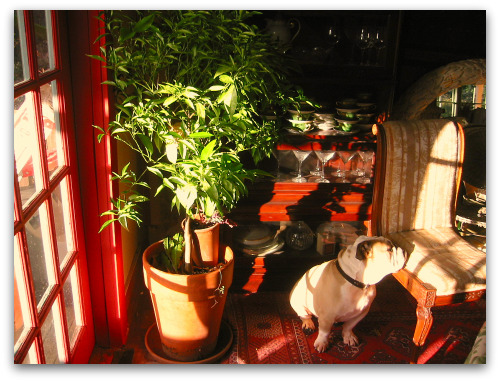 blog_Mandarin_orange_tree