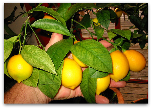 blog_got_lemons
