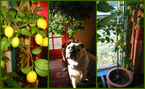 blog_lemon_collage
