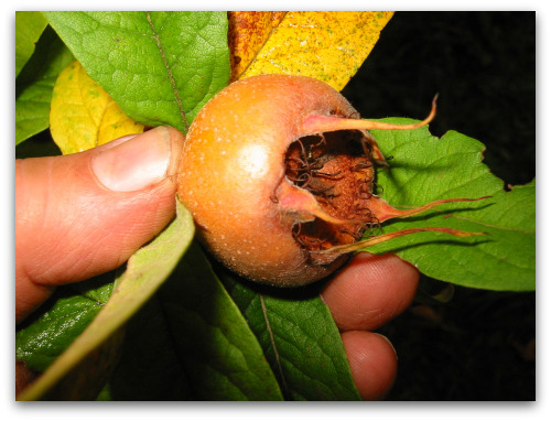 blog medlar 2 What the Hecks a Medlar?