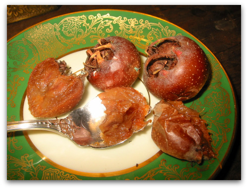 blog_medlar_4 blog medlar 4 What the Hecks a Medlar?