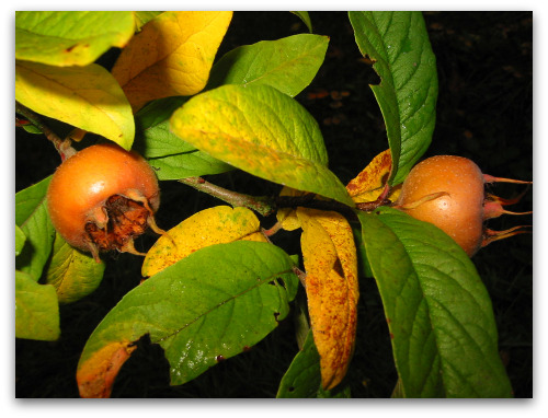 blog melar 1 What the Hecks a Medlar?