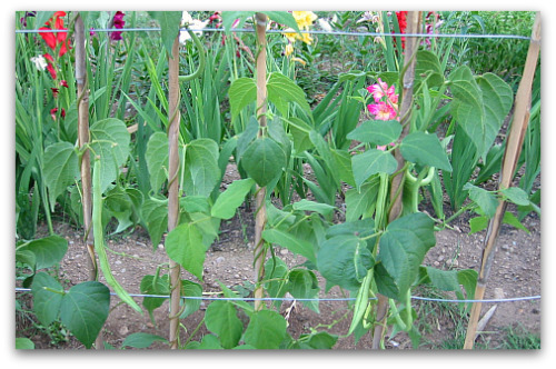 2009_16_09_fortex_green_pole_beans