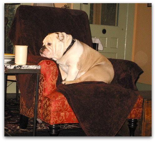 Boz on chair Todays Proverb: He Who Has Fogged Up Windows,
