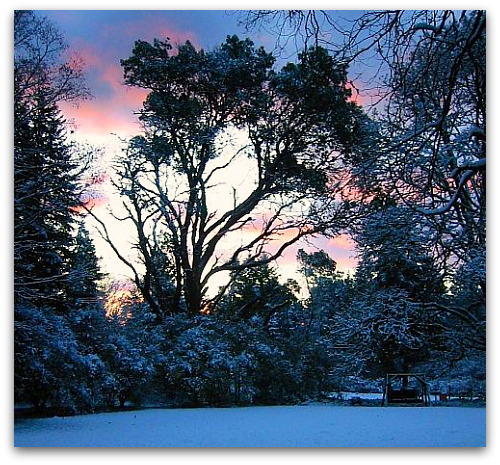 morning snow II Day One of the New Year: So Far, So Good