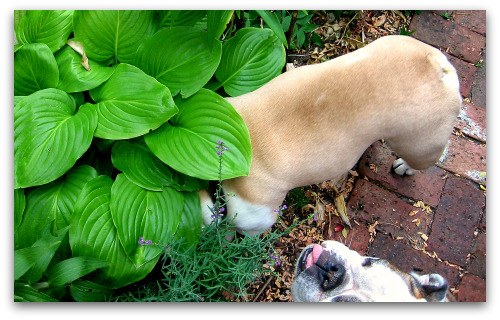 2009_08_06_blog_lilies_Boz 2009_08_06_blog_lilies_Boz