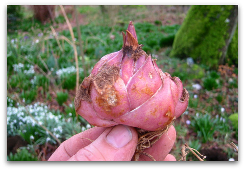 2010_02_16_blog_lily_bulb_hand 2010_02_16_blog_lily_bulb_hand