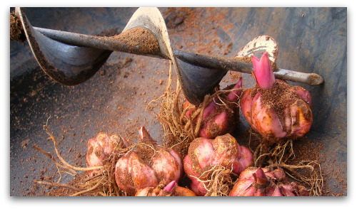 2010_02_16_blog_lily_bulbs_auger 2010_02_16_blog_lily_bulbs_auger