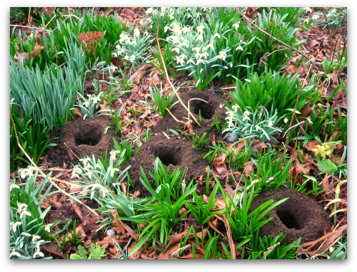 2010_02_16_blog_lily_bulbs_holes 2010_02_16_blog_lily_bulbs_holes