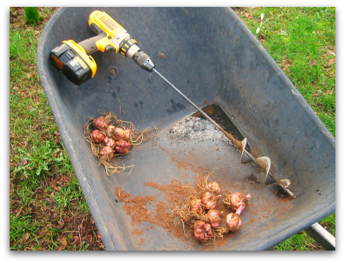 2010_02_16_lily_bulbs_drill 2010_02_16_lily_bulbs_drill