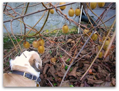blog_boz_and a bunch of kiwis blog boz and a bunch of kiwis Growing Fuzzy Kiwi: Plant a Couple and Stand Back