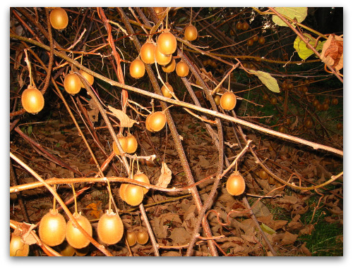 blog kiwi fruit vine Growing Fuzzy Kiwi: Plant a Couple and Stand Back