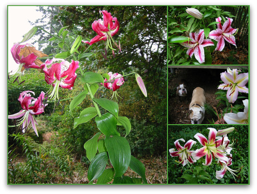 blog_lily_collage blog_lily_collage