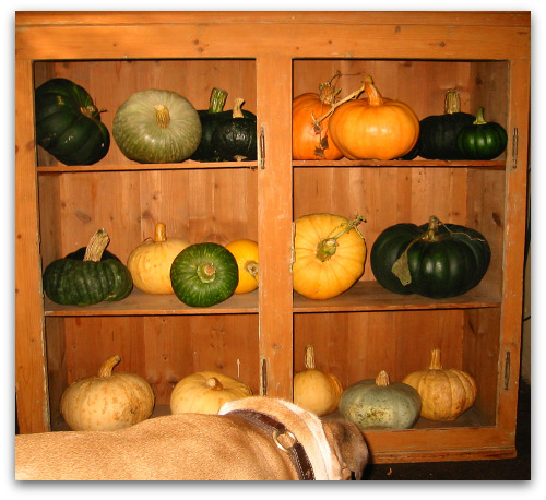 2009_10_06_blog_pumpkin_shelf 2009 10 06 blog pumpkin shelf Sweet Meat Squash: Stores Well, Tastes Great