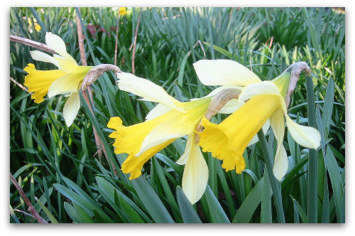 2010_03_05_blog_daffodil_closeup