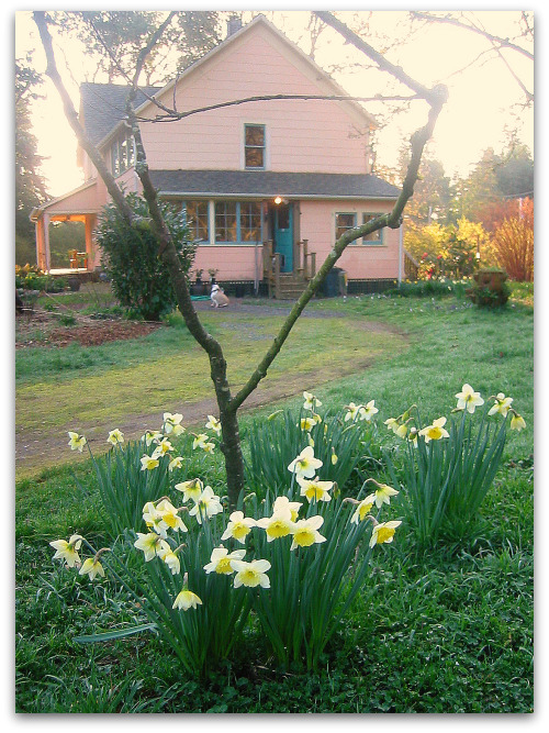 2010_03_05_blog_daffodils_house