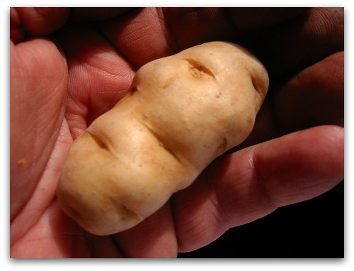 2010_03_17_blog_potato_makah_ozette