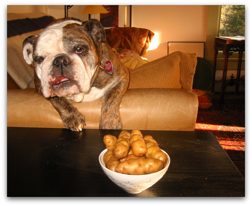 2010_03_20_blog_potato_gracie