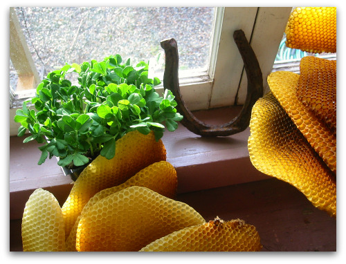 2010_03_21_blog_bees_hive