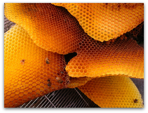 2010_03_21_blog_bees_hive2