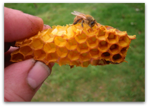 2010_03_21_blog_bees_pumpkin 009