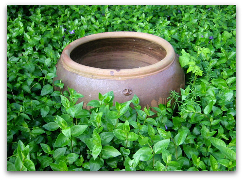 2010_04_28_Blog_vinca_major_pot 2010_04_28_Blog_vinca_major_pot