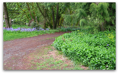 2010_04_28_blog_vinca_major_driveway 2010_04_28_blog_vinca_major_driveway