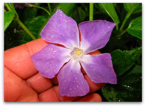 2010_04_28_blog_vinca_major_flower 2010_04_28_blog_vinca_major_flower