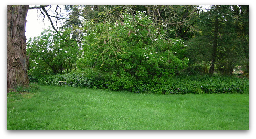 2010_04_28_blog_vinca_major_lawn 2010_04_28_blog_vinca_major_lawn