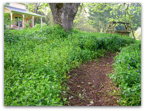 2010_04_28_blog_vinca_major_path 2010_04_28_blog_vinca_major_path