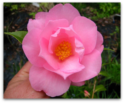 2010 04 27 blog camelia taylors pink perfection Taylors Pink Perfection: Camellia or Lipstick Color?