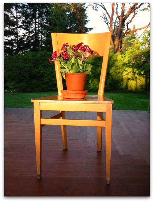 2010 05 03 blog primula on chair Bart, Your Primula Is Doing Fine