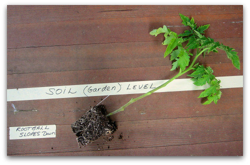 2010 05 23 leggy tomato planting depth Growing Tomatoes: When Plants Are All Legs