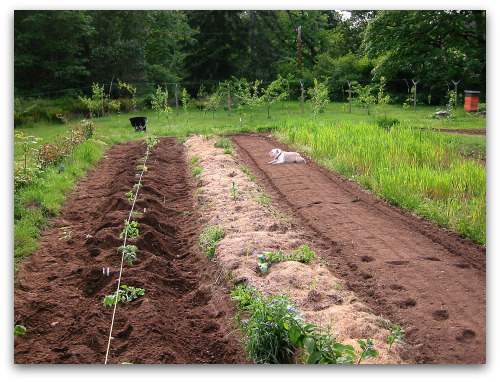 2010_05_23_tomato-rows row of newly planted tomato plants