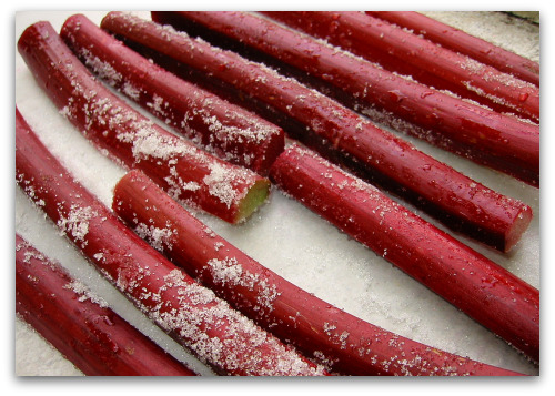 rhubarb-stalks-roasting rhubarb stalks roasting Rhubarb Vanilla Ice Cream: You Scream, I Scream...