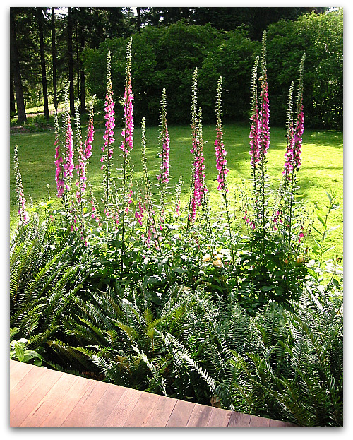2010_06_24_foxgloves-in-bloom 2010 06 24 foxgloves in bloom Foxgloves: Towers of Flowers and Then Some