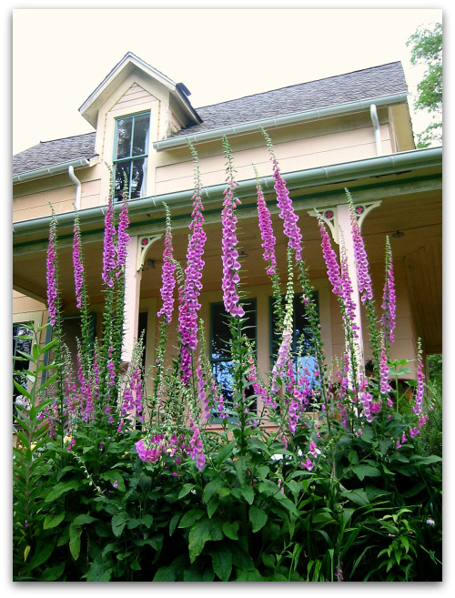 2010_06_29-foxgloves-blooming 2010 06 29 foxgloves blooming Foxgloves: Towers of Flowers and Then Some