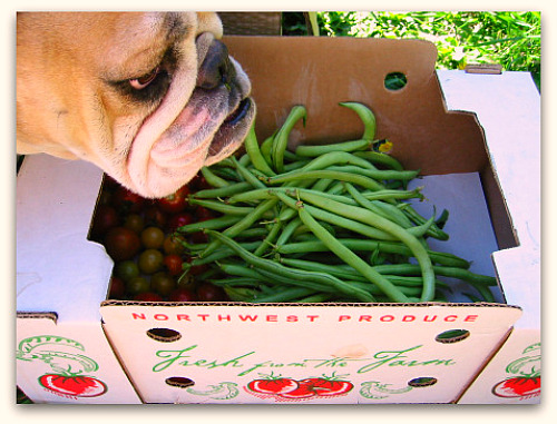 blog_beans_boz blog beans boz Whats at Stake: Pole Beans Need Your Support
