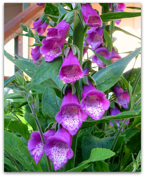 foxglove-closeup foxglove closeup Foxgloves: Towers of Flowers and Then Some