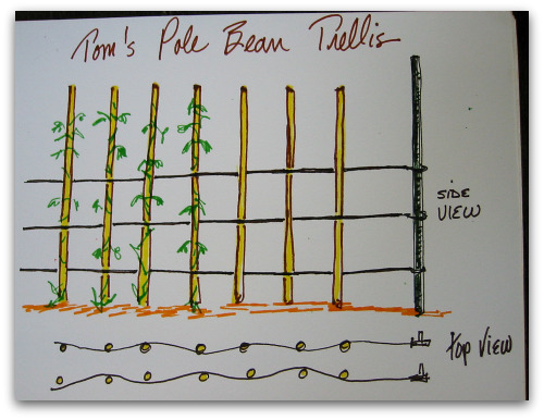 pole-bean-trellis-drawing pole bean trellis drawing Whats at Stake: Pole Beans Need Your Support