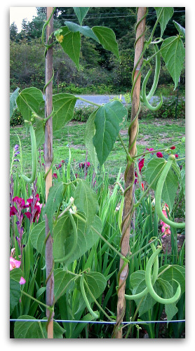 pole-bean-trellis-vines pole bean trellis vines Whats at Stake: Pole Beans Need Your Support