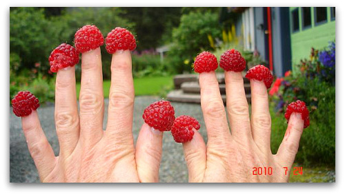 Debs-raspberry-fingers-Juneau-Alaska raspberries: good growing in Juneau, Alaska